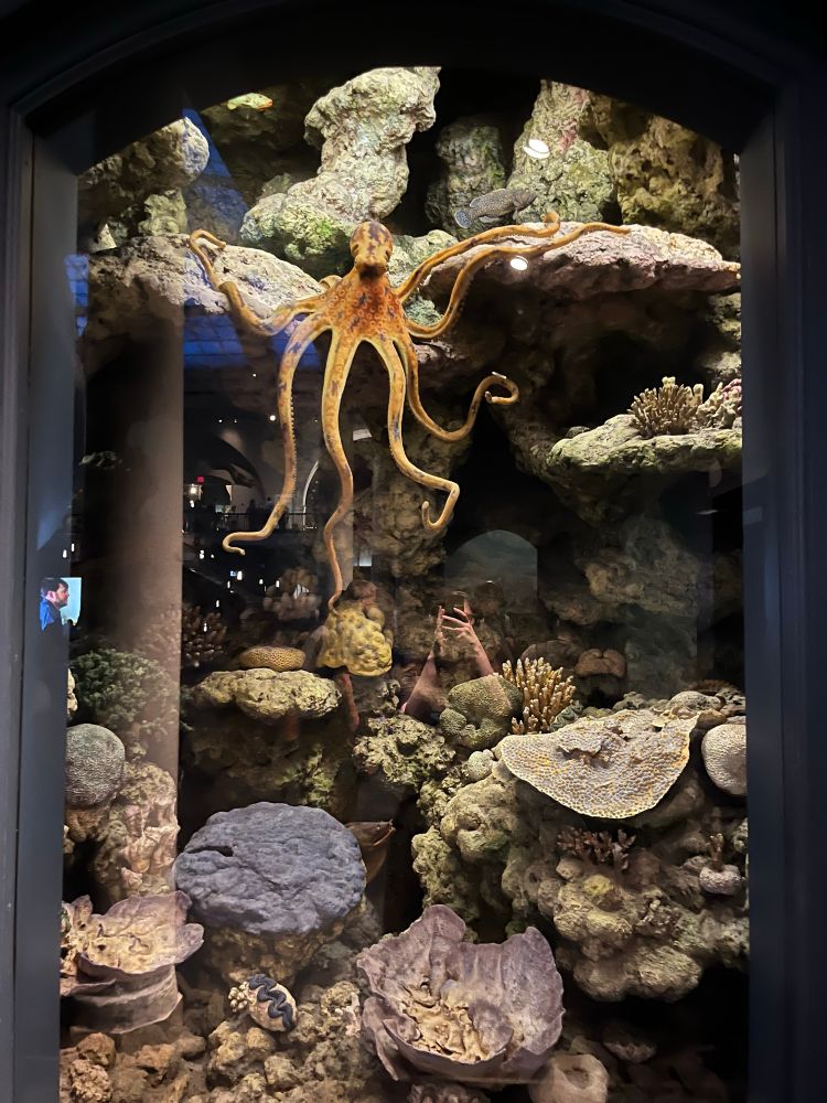Octopus diorama