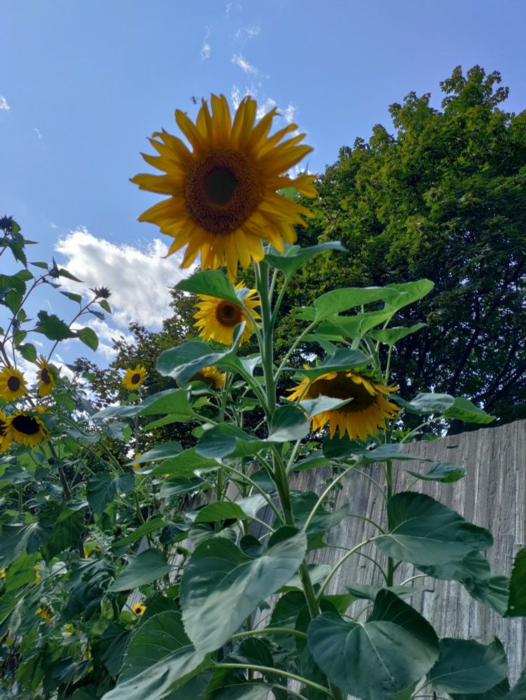 Sunflowers against the sky 
