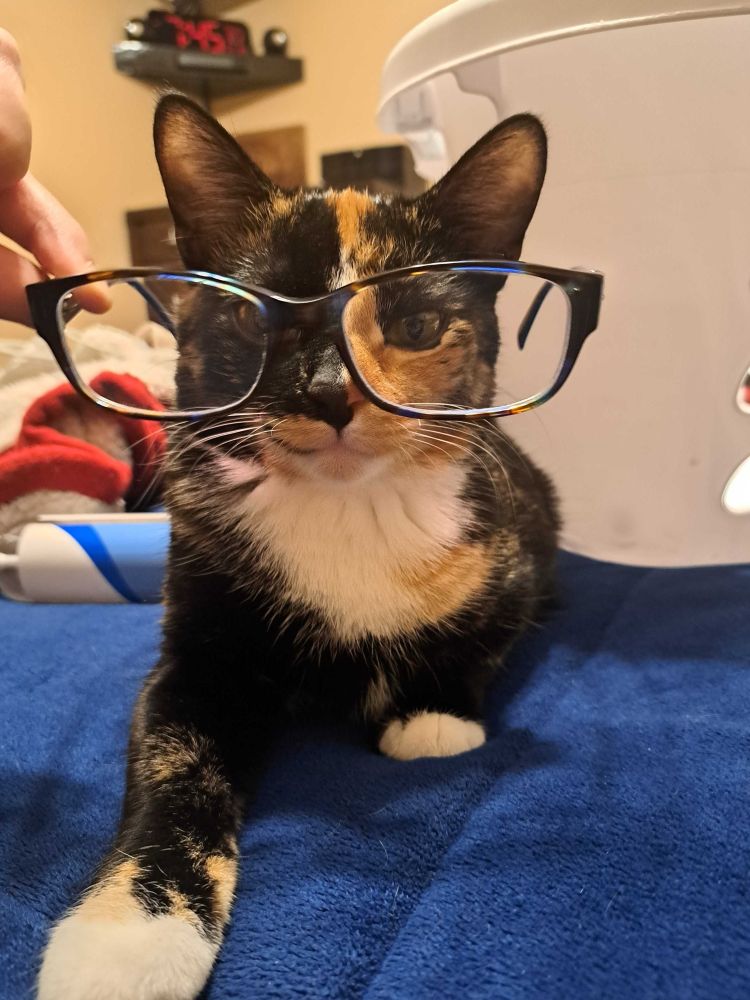 🐈 cat with glasses.