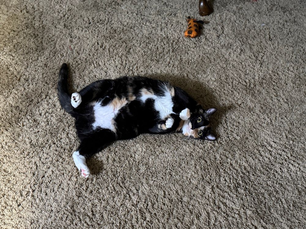 Tortie cat laying on back.