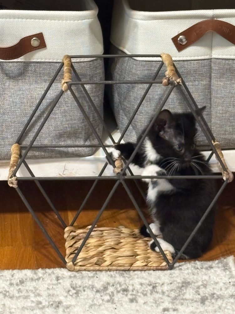 A tuxedo kitten climbing inside a decorative object made of metal rods. 