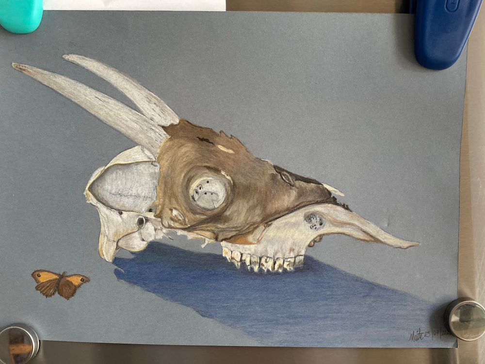 Drawing of a horned animal skull on blue paper.