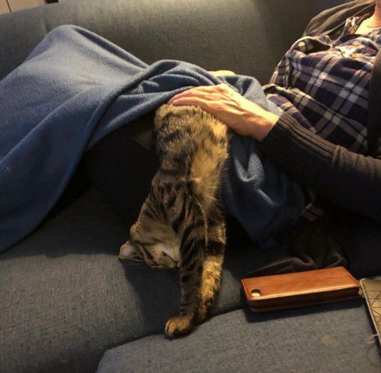 Petra under blanket with Kees support cat and telephone 