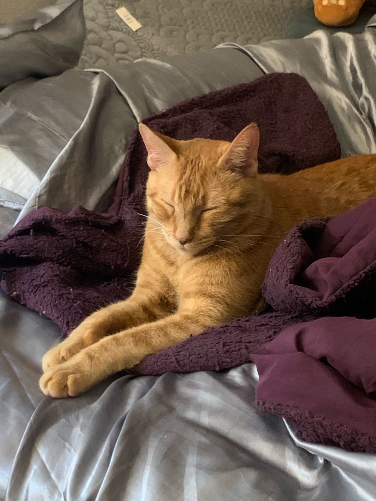 orange tabby cat squinting happily on a purple throw blanket