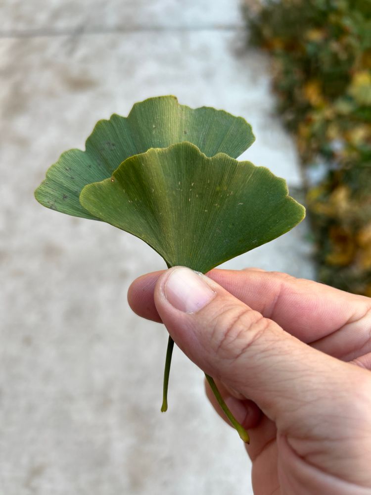 ginkgo leaves wade’s ali and chris wade chicago 