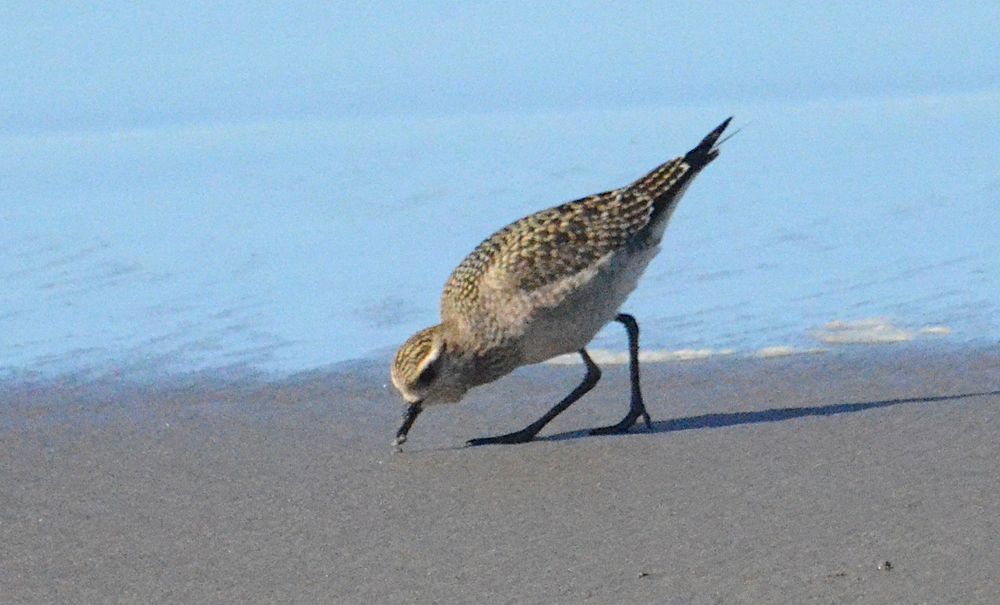 medium-sized shorebird with spangled golden plumage foraging on the sand