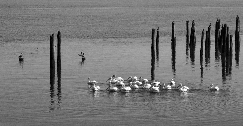 Black and white photo of American White Pelicans floating on the Columbia River at Astoria, OR with old wooden pilings in the background
