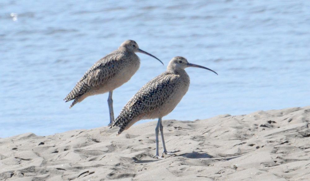 Two large tan-colored shorebirds with checkered backs. They have long legs and long, de-curved bills