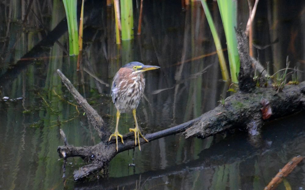 A small red and green heron with yellowish legs standing on a log in a wetland