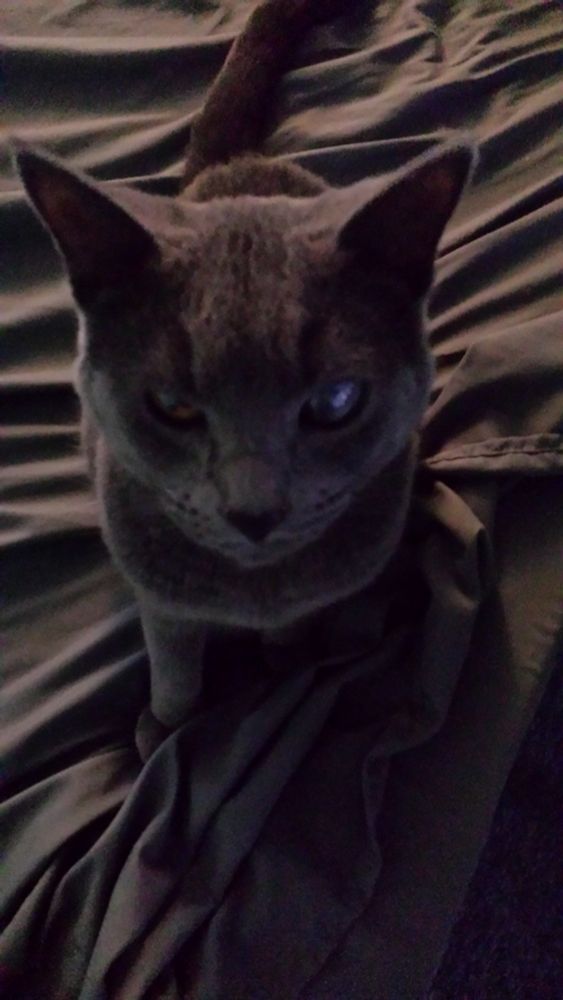 Grey cat with one good eye and one that is sort of fogged over, sitting on a grey blanket.