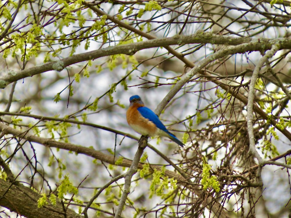 A photo of a blue bird in a tree with new leaves starting to grow.