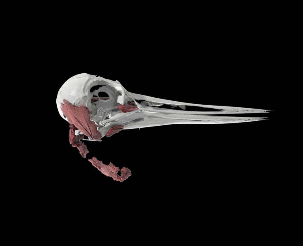a 3d rendering of the skull and cranial muscles of the Eurasian oystercatcher (Haematopus ostralegus)