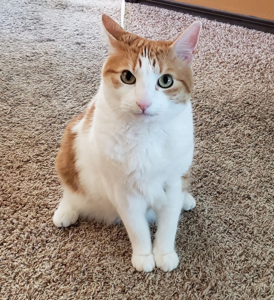 Ginger and white cat sitting on carpet staring up at the camera