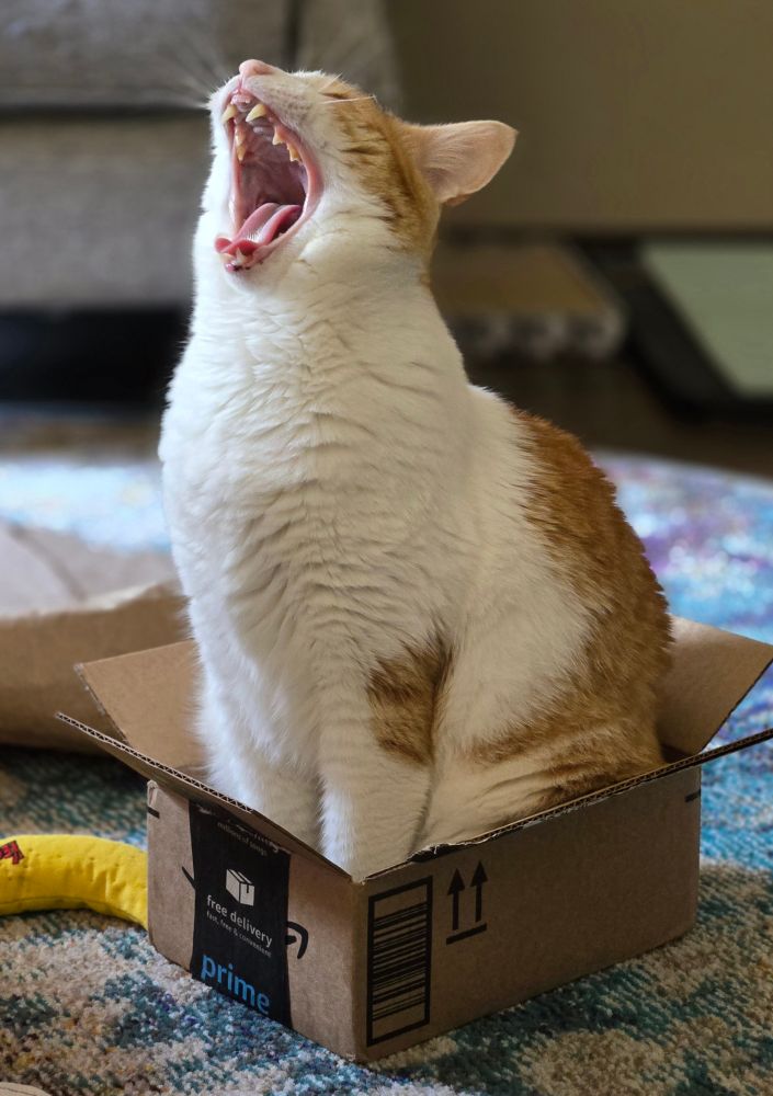 An orange and white cat sitting in a top-small box. He is yawning but it looks like he's yelling.