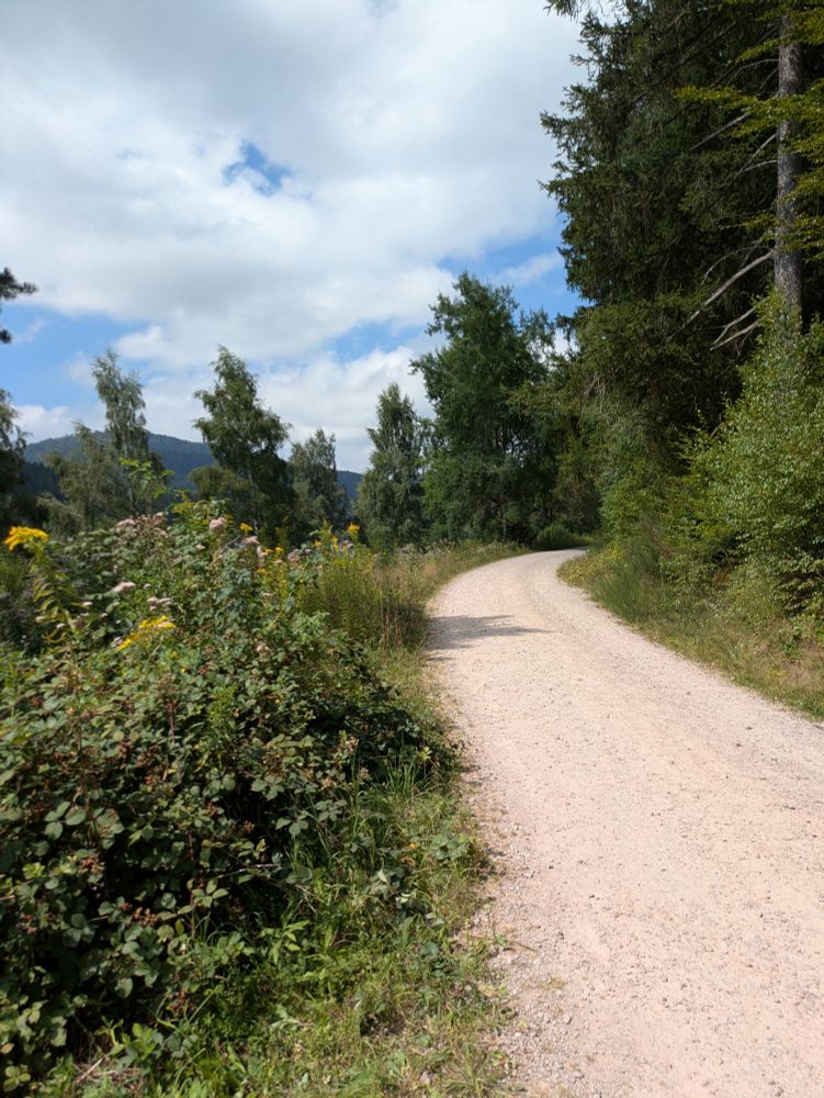 Hiking path around the lake, beige gravel, partly through forest