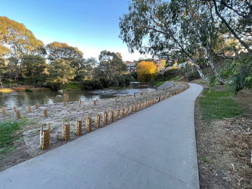 Maybe a hundred baby plants with sharp wooden stakes protecting each one, five centimetres from the outside of a curve in the bike path
