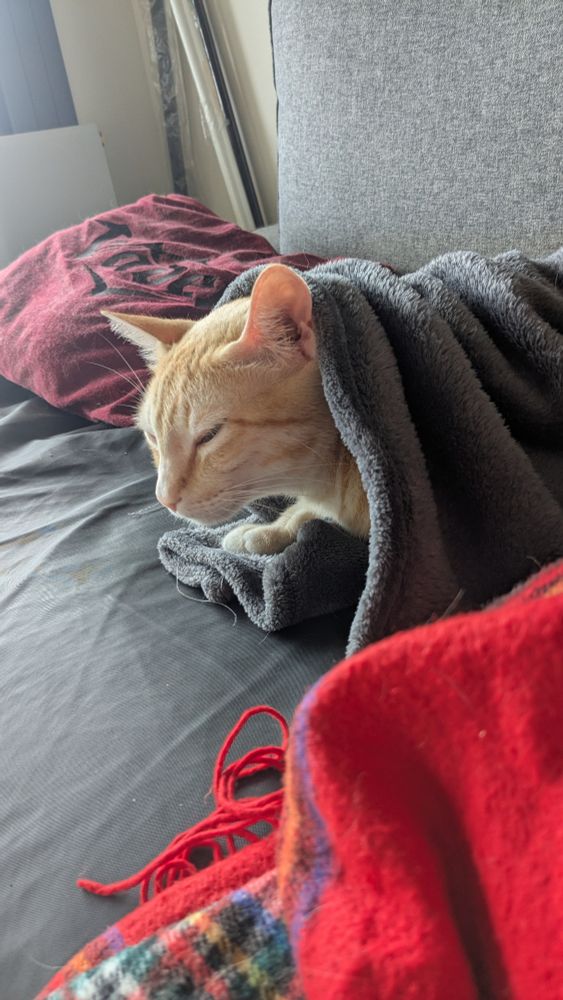 Gato naranja tapado con una manta. Juro que se ha tapado él solo. 