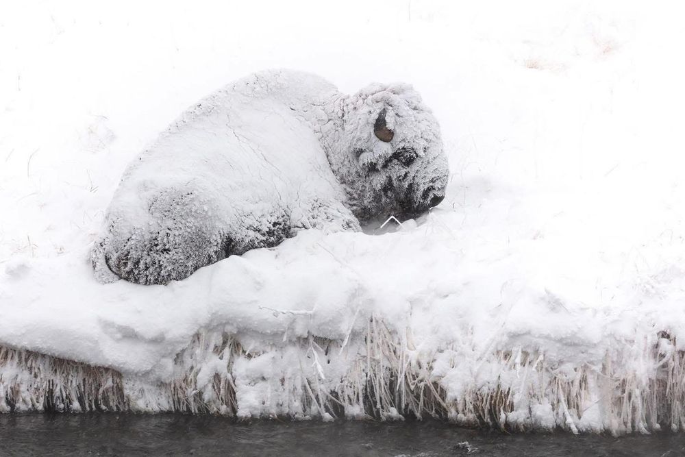 A bovine, probably a bison, lies with legs tucked under, curled up on a heavily snow-covered bank of a waterway. The bison is dusted with snow. 