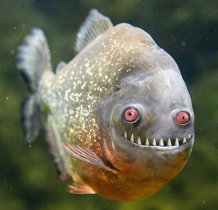 Photo d'un piranha qui a l'air de sourire 