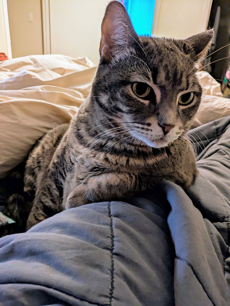 A beautiful gray tabby cat lounges on a pile of blankets