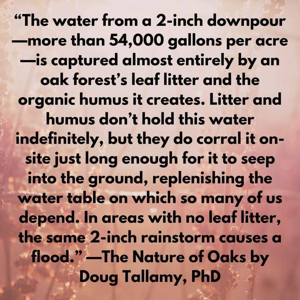 "The water from a 2-inch downpour
—more than 54,000 gallons per acre
—is captured almost entirely by an oak forest's leaf litter and the organic humus it creates. Litter and humus don't hold this water indefinitely, but they do corral it onsite just long enough for it to seep into the ground, replenishing the water table on which so many of us depend. In areas with no leaf litter, the same 2-inch rainstorm causes a flood." -The Nature of Oaks by Doug Tallamy, PhD