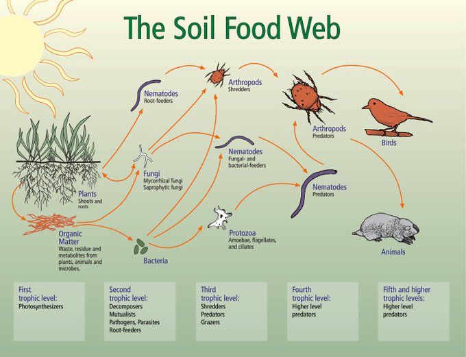 soil food web diagram showing a web of trophic layers. first plants grow and exude/ leave organic matter, which feeds nematodes, fungi and bacteria, which feed arthropods, nematodes and protozoa, which feed antrhopods, predatory nematodes and they feed birds and other animals
