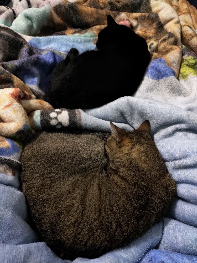 Foto de dois gatos dormindo encolhidos, uma gata preta parecendo uma falha na foto de tanta escuridão e um gato tigrado cinza meio cor de mato seco, ao fundo uma coberta peluciada azul com mais estampa de gatos q não dá pra entender 