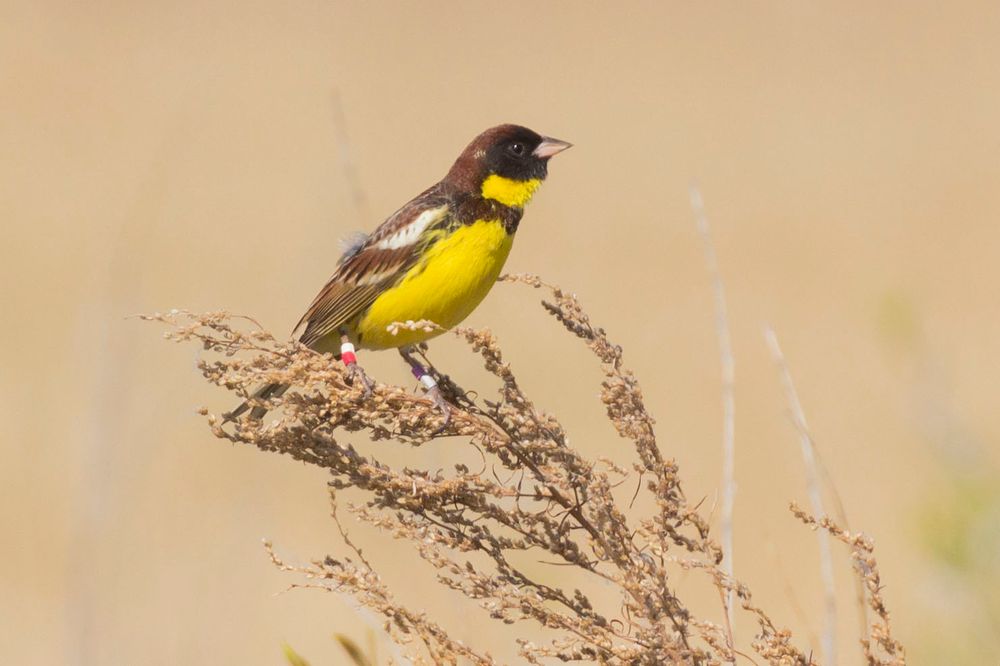 Yellow-breasted Bunting with coloured leg rings and tracking device (geolocator) on its back