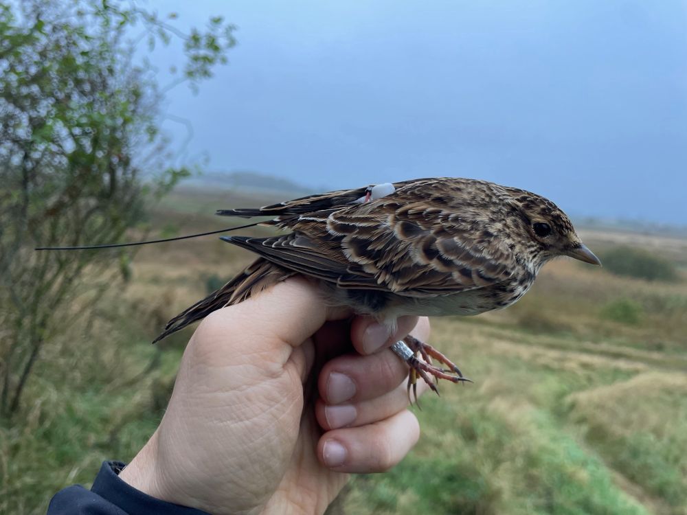 Skylark with radio transmitter before release.