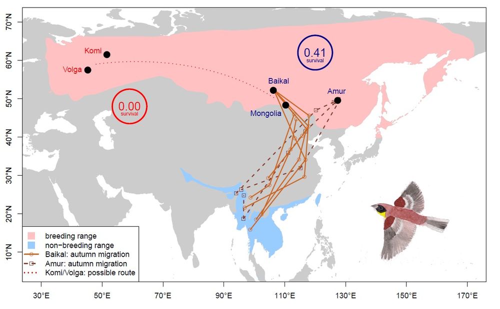 Possible migrations routes and survival estimates for eastern and western populations of Yellow-breasted Bunting.