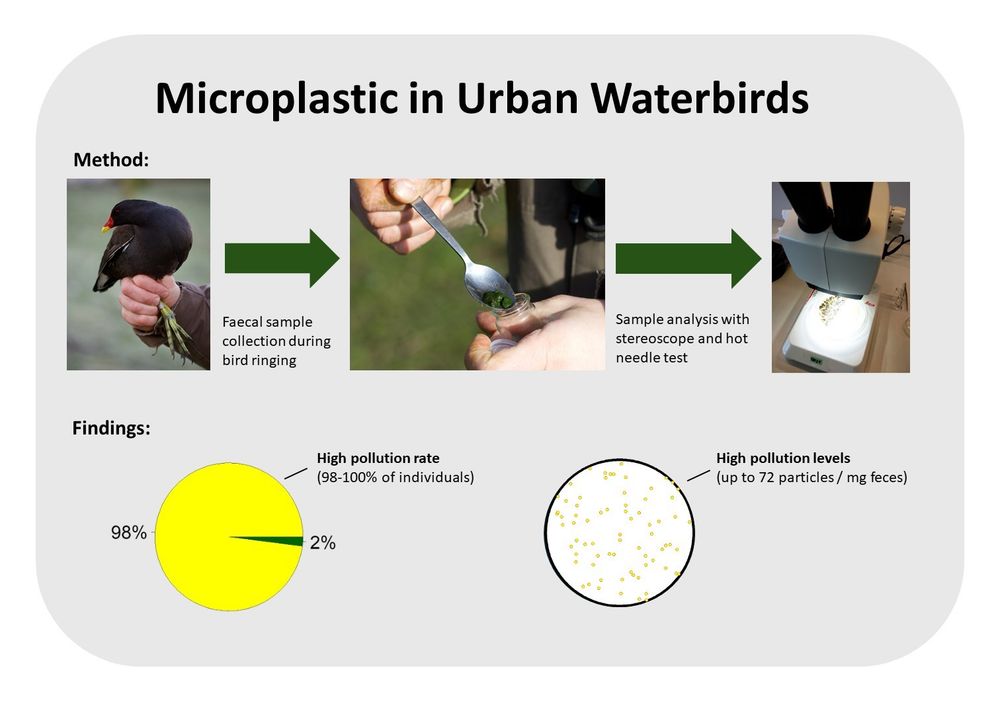 Graphical abstract of the paper, showing a photo of a captured Moorhen, the collection of its faecal sample, the analysis under the stereoscope and graphs showing the high pollution rate and the high pollution levels of microplastics in urban waterbirds.