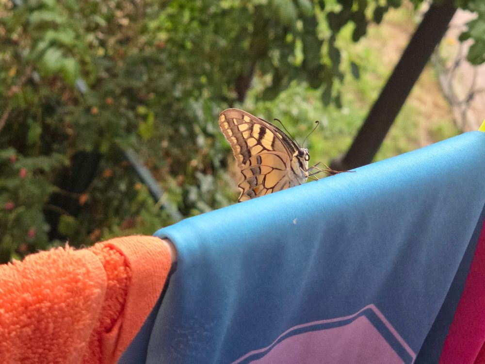 Una mariposa con las alas en tonos amarillentos, marrones y beis apoyada. En una camiseta azul turquesa claro, con vegetación de fondo.