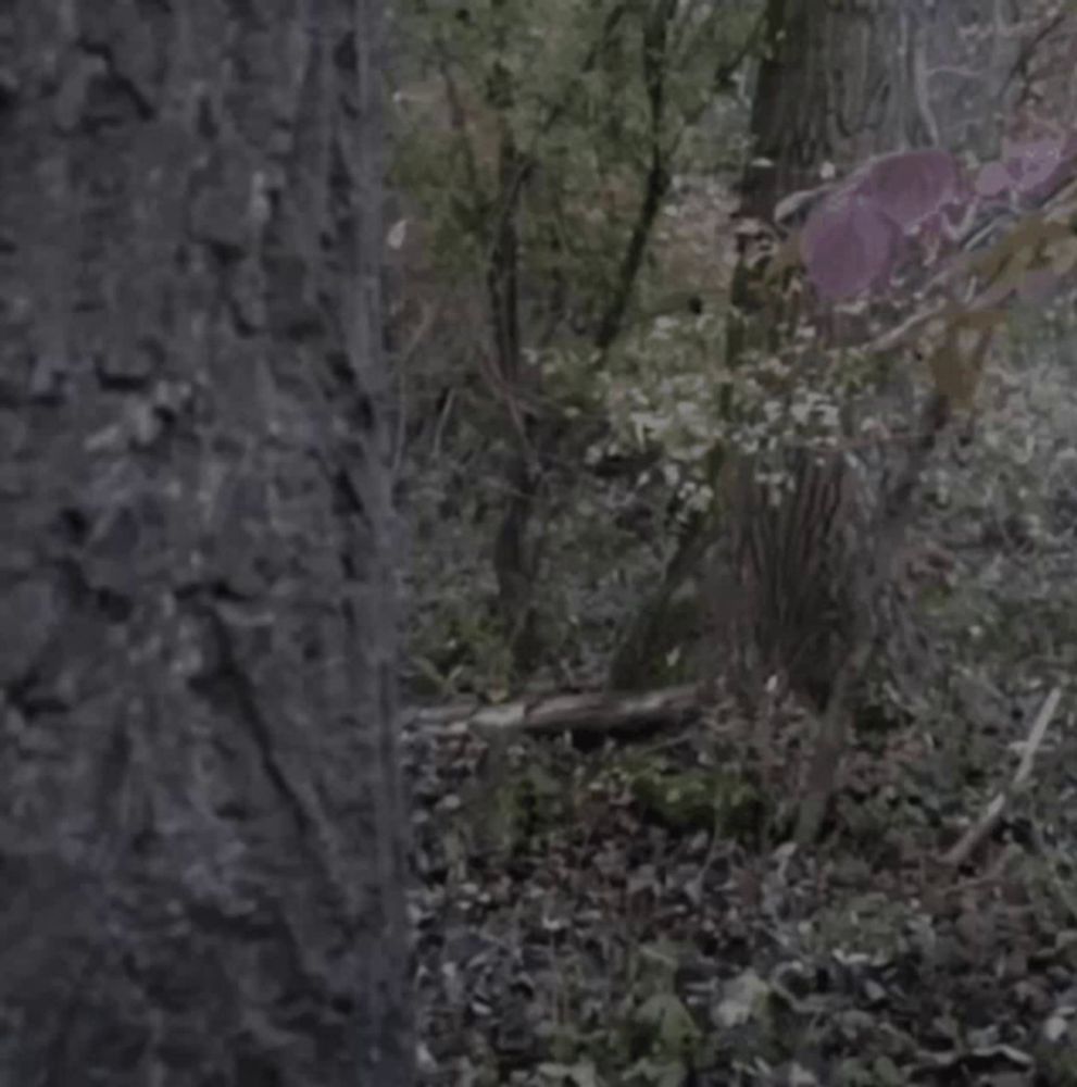 a man with long hair and a beard is standing in the woods