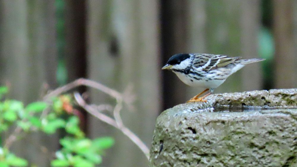 #backyard-habitat