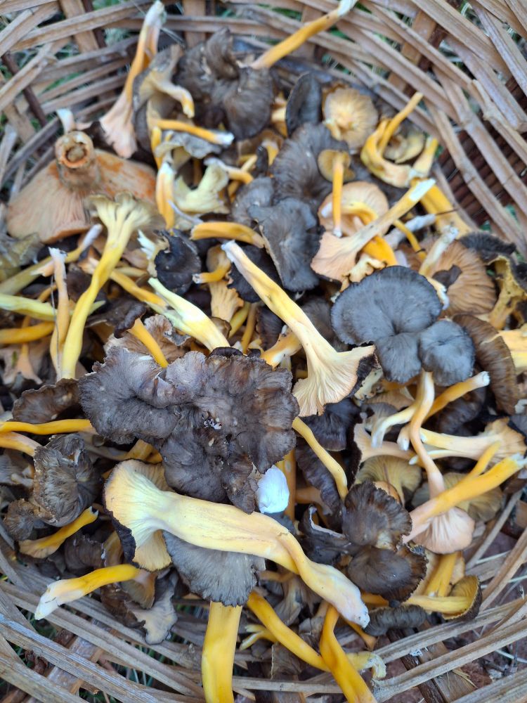 A pile of fungi in a woven wicker basket 