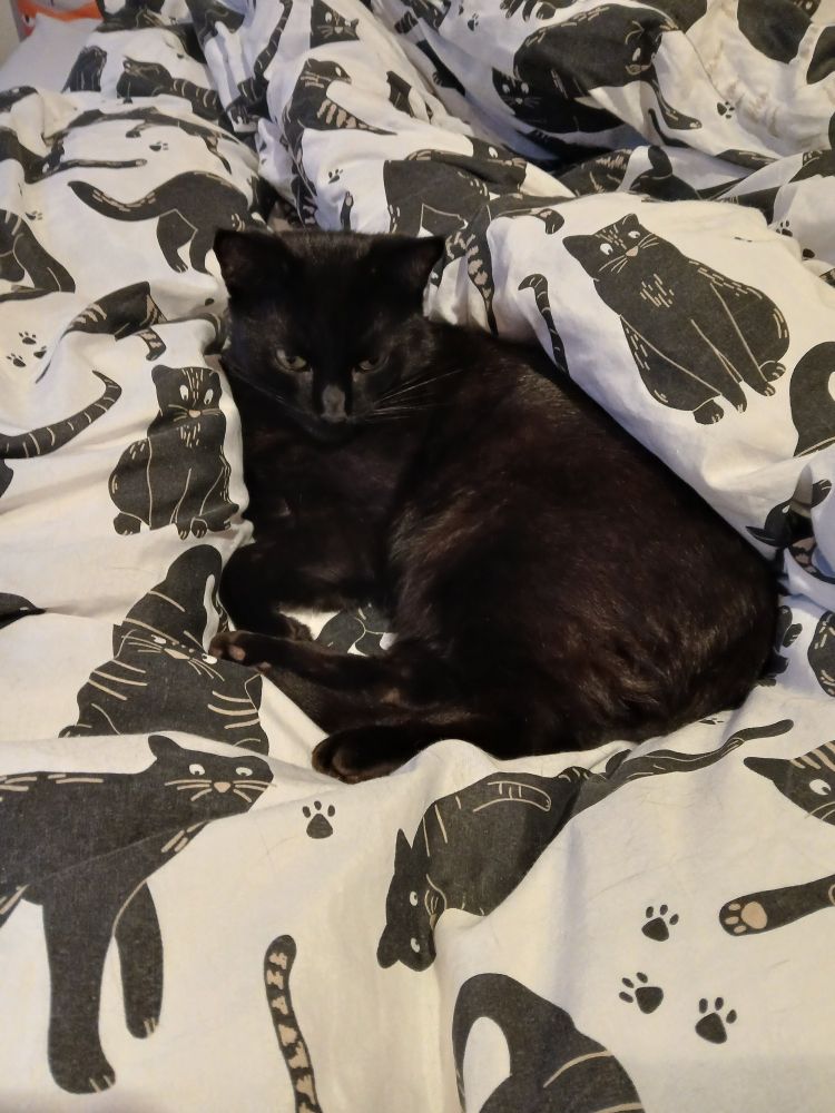 Beautiful black cat on a duvet cover of black cats.