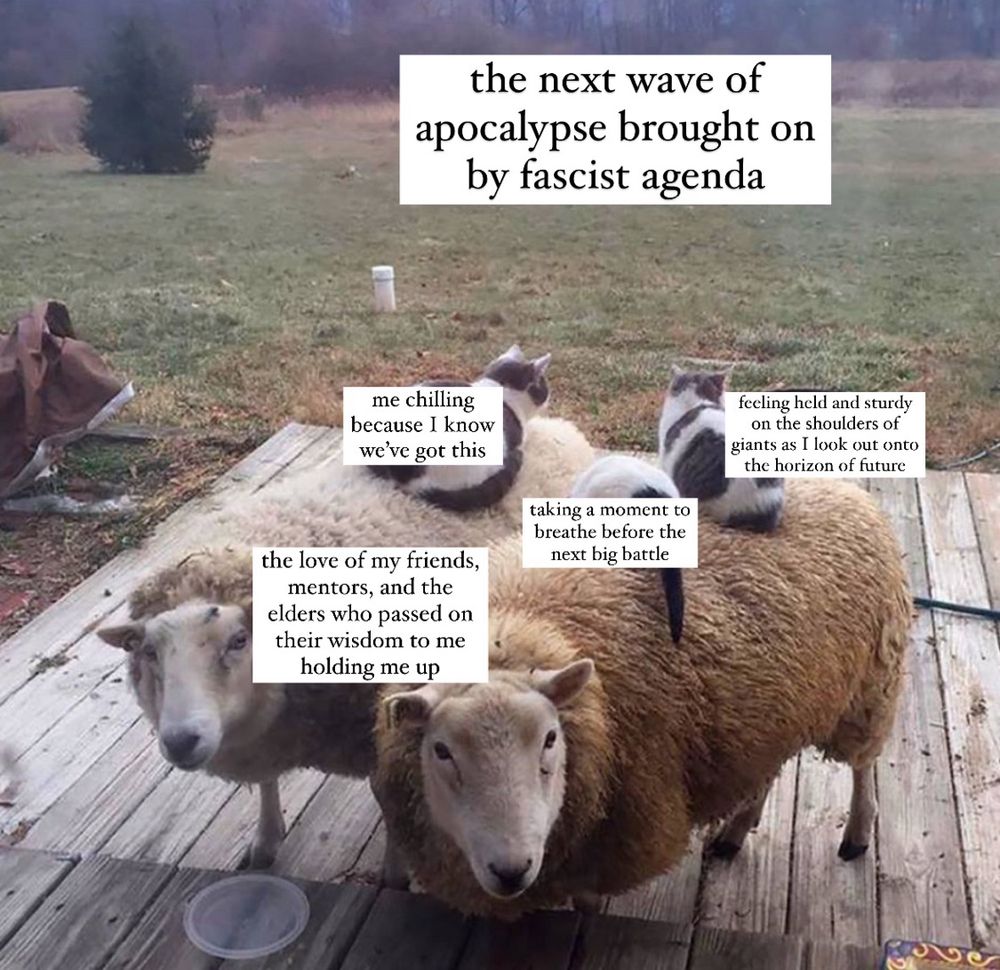 a photo of thick wooled sheep with three small cats on their back, facing the camera. on the wool there is the text “the love of my friends, mentors and the elders who passed on their wisdom to me holding me up” and on each of the cats the text “me chilling because I know we’ve got this” “taking a moment to breathe before the next bit battle” and “feeling held and sturdy on the shoulders of giants as I look out onto the horizon of future” and over the field and sky in the distance the words “the next wave of apocalypse brought on by fascist agenda”