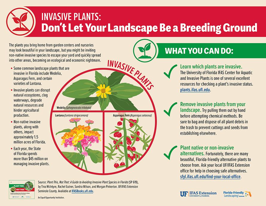 An overly-wordy graphic about invasive plants in Florida. Please visit the link for full text and more.