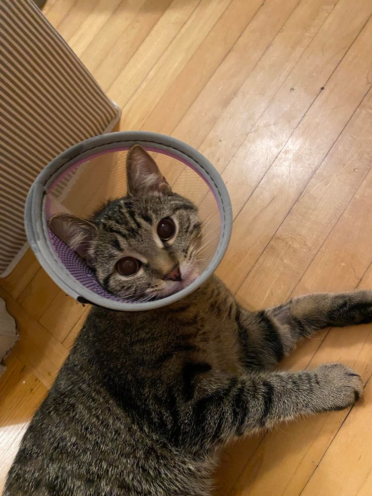 Close up shot of a tabby cat on the ground looking at the camera with a small medical cone around d her neck.