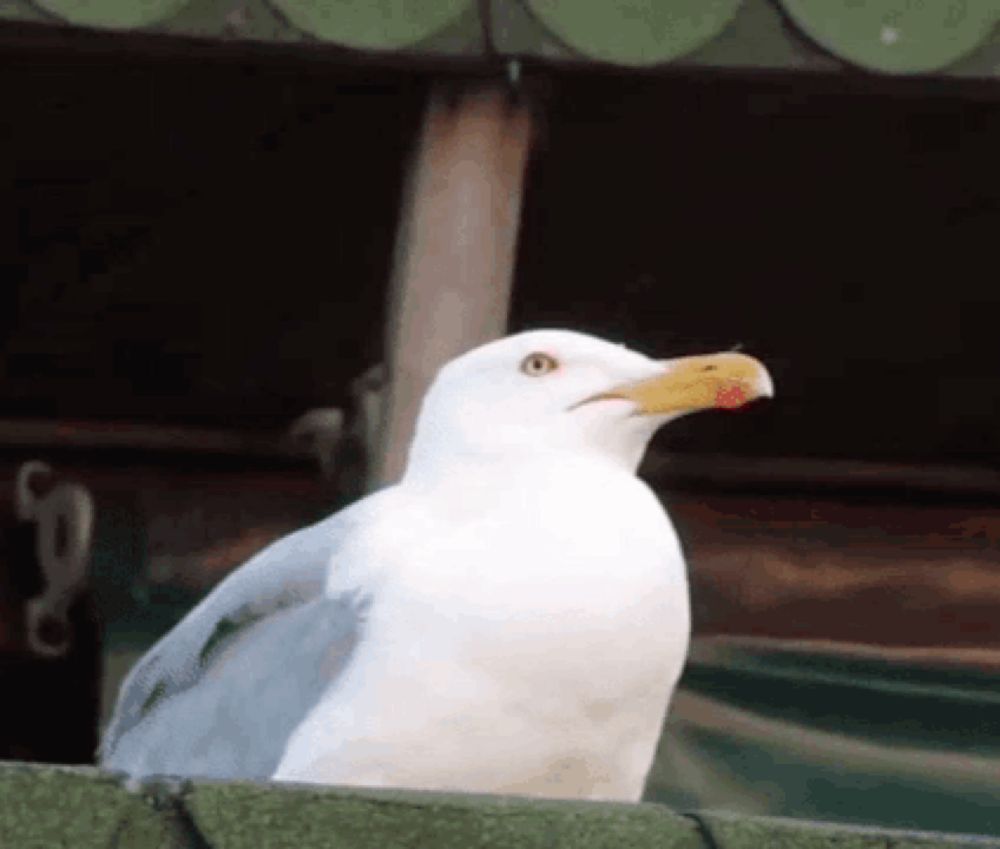 a white seagull with a yellow beak is sitting on a fence .