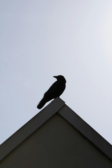 Un cuervo sobre la esquina de un tejado.