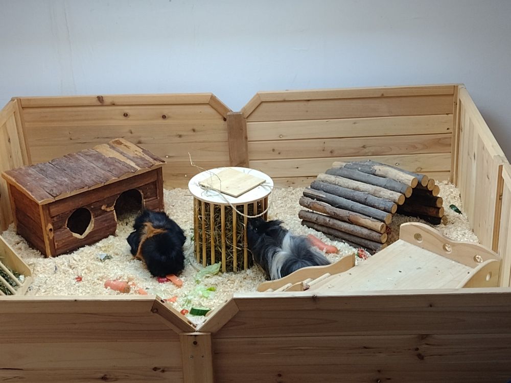 guinea pigs eating hay and paprika :3