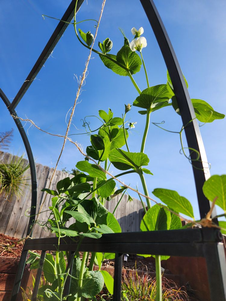Close up of sugar snap pea vines with white flowers climbing on a metal garden arch. Blue sky and a wooden fence in the background. 