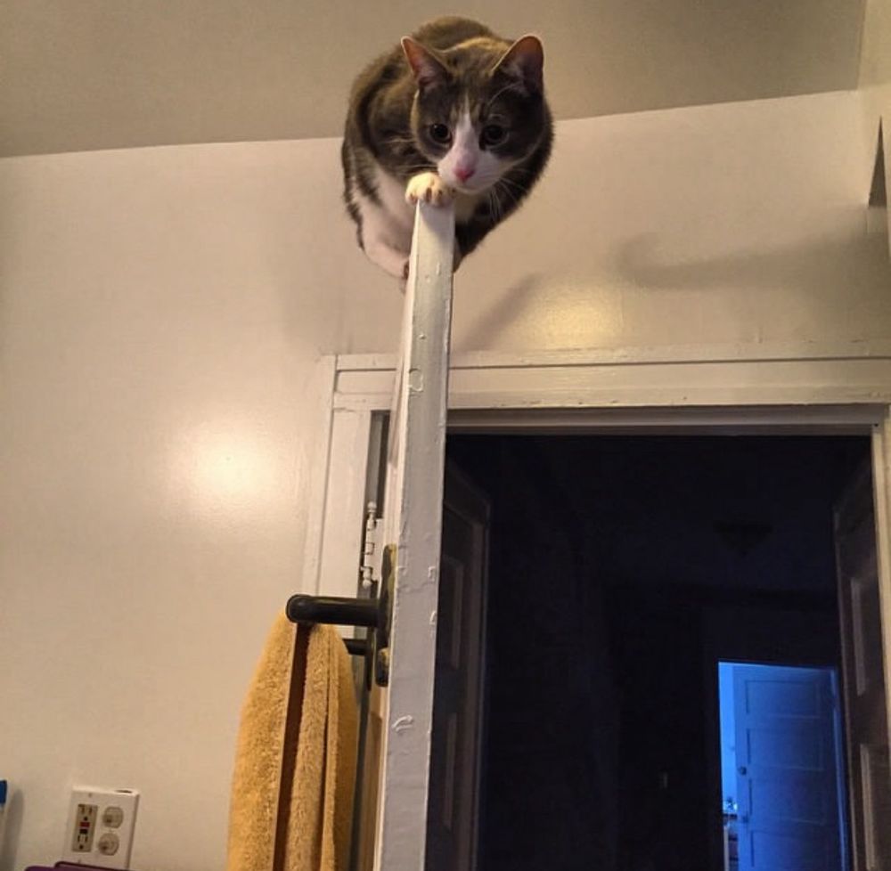 Chester the Cat balancing on top of the bathroom door. How did he get up there? It is a mystery. 