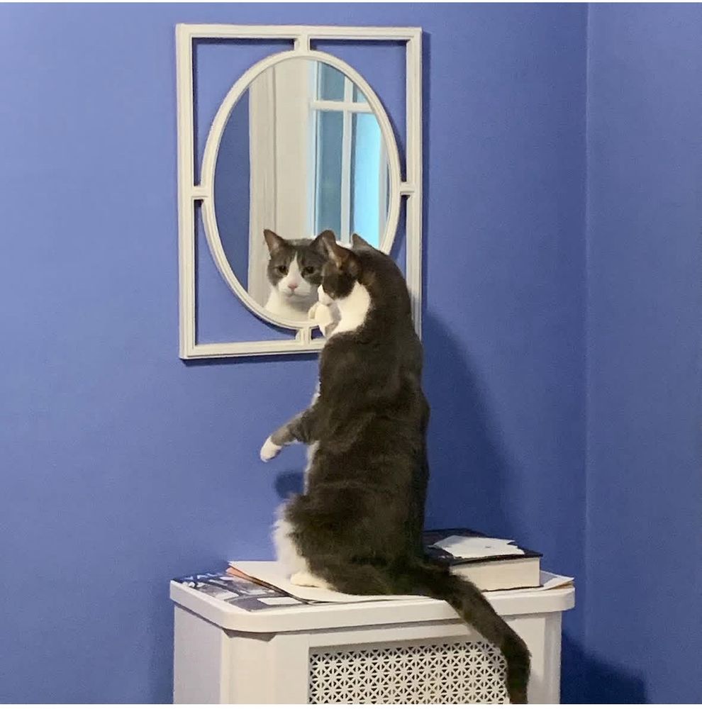 Chester the cat gazes into the mirror and only finds questions. 