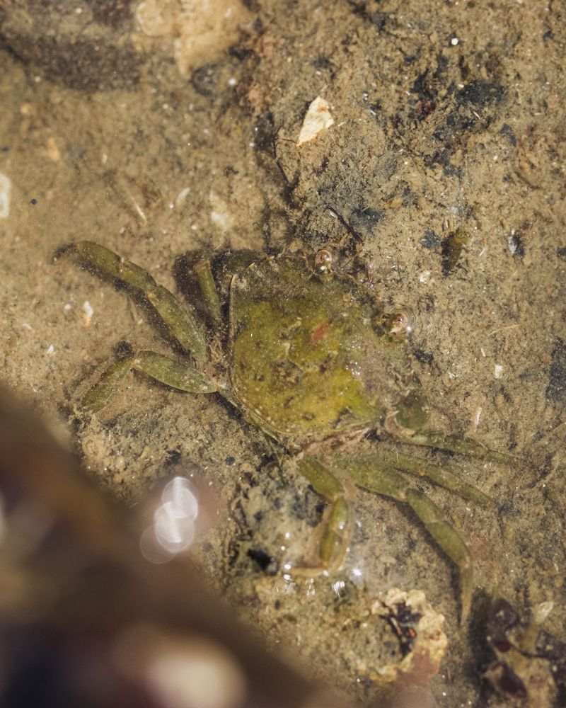 A green crab up-close, as viewed from above. 