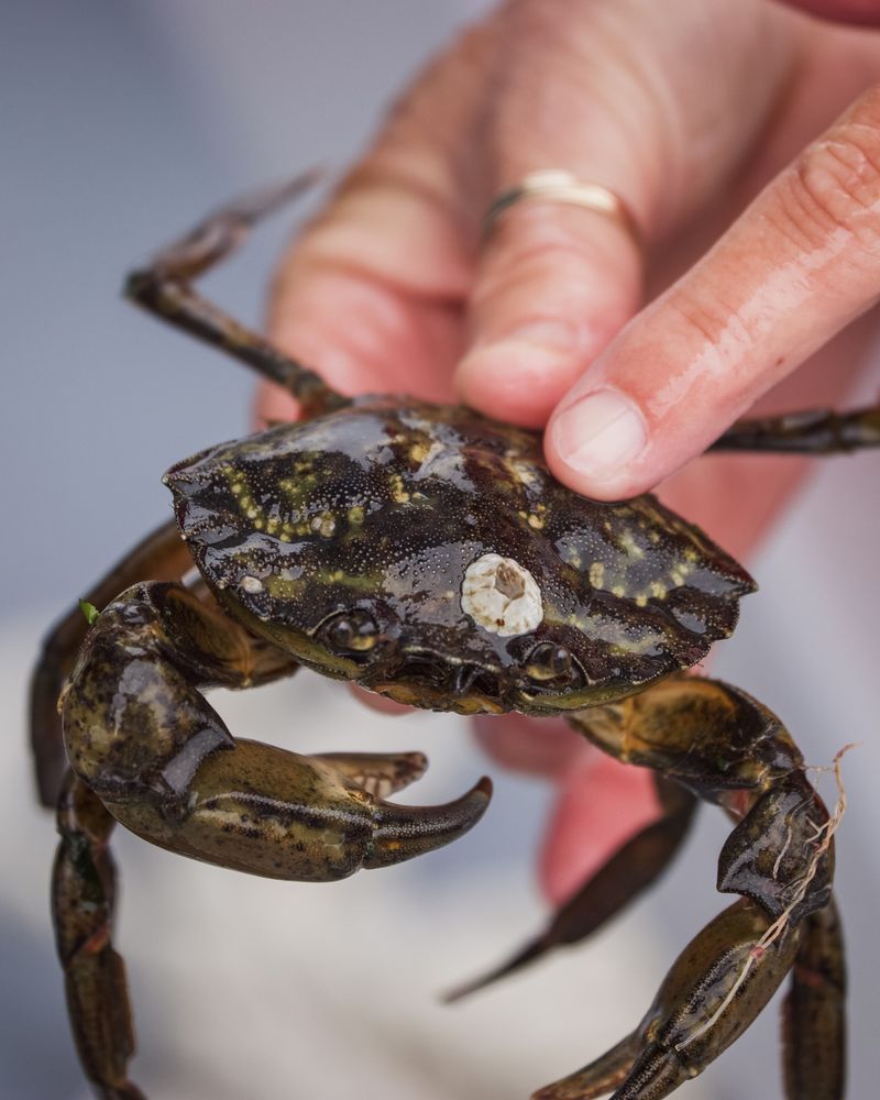 A green crab being held up to the camera. 