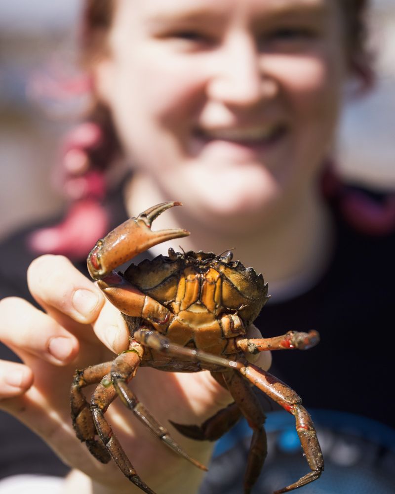 A volunteer holds up a green crab. 