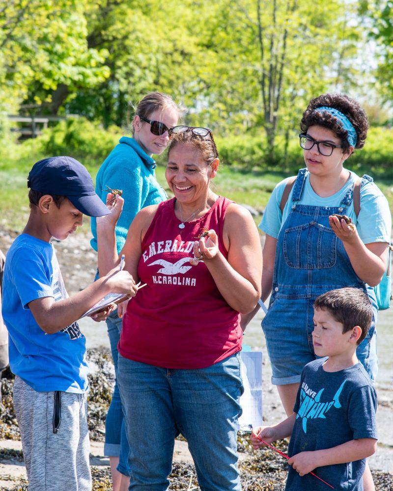 A group of students gather around to measure green crabs. 