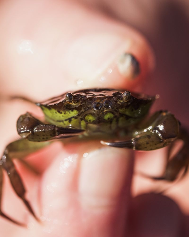 A close-up view of a green crab. 